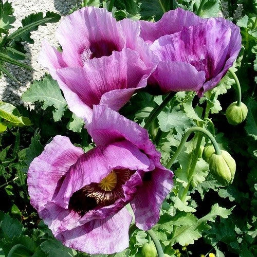 Stratified Hungarian Papavaer Somniferum Poppy Seeds For Planting Papaver sp. heirloom non-gmo seeds