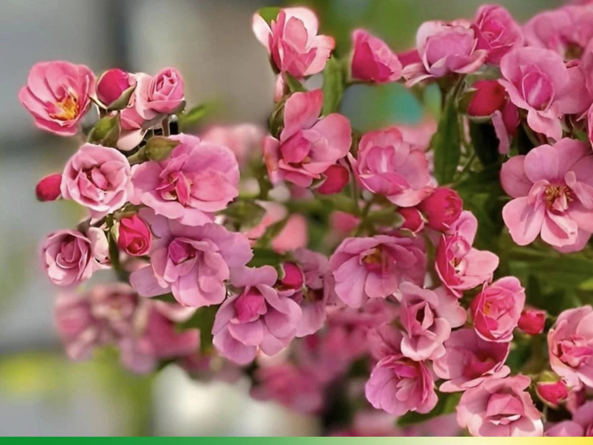 Pink flowers with 'Mac Spice Rose' branding and 'Pemdas Garden' logo.