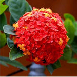 SEEDS for Red Orange HYDRANGEA RARE flower exotic bush plant Seller heirloom non-GMO seeds