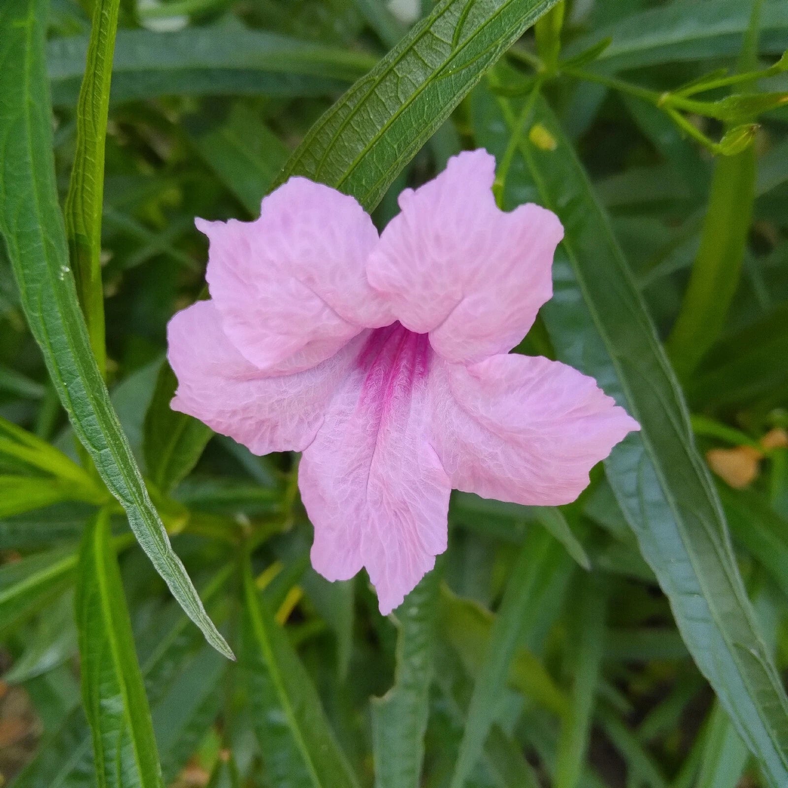 seeds of Tall Pink Mexican Petunia SEEDS heirloom non-GMO seeds