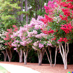 Crepe Myrtle Flower Tree Seeds Bright Colors Lagerstroemia Seller heirloom non-GMO seeds