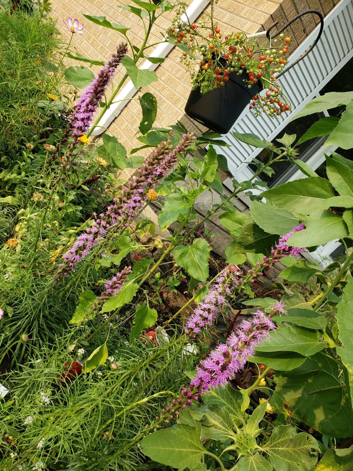 Blazing Star Seeds Seeds Shipping – Heirloom, Non-GMO, High Germination Organic Garden Seeds
