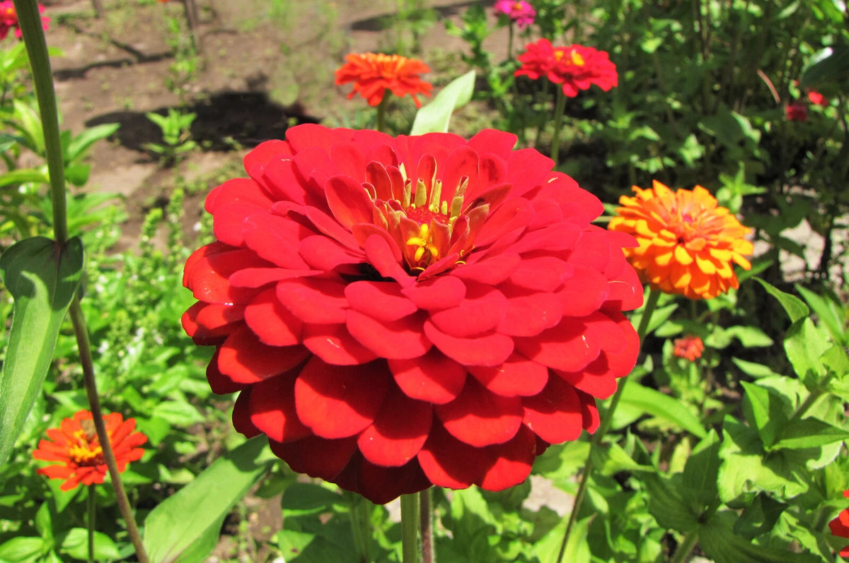 Cherry Queen Red Zinnia Seeds Pollinator Giant Scarlet Rose Flower Seed – Heirloom, Non-GMO, High Germination Organic Garden Seeds