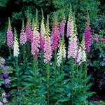 Foxy Mix Foxglove Seeds Shipping Deer Resistant heirloom non-gmo seeds
