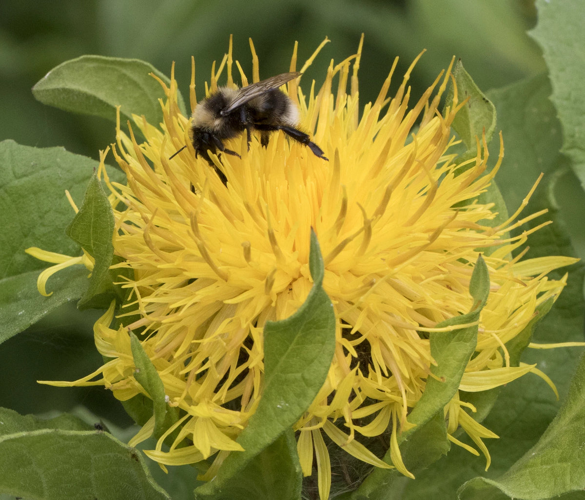 CENTAUREA MACROCEPHALA Seeds Yellow Cornflower shipping heirloom non-gmo seeds