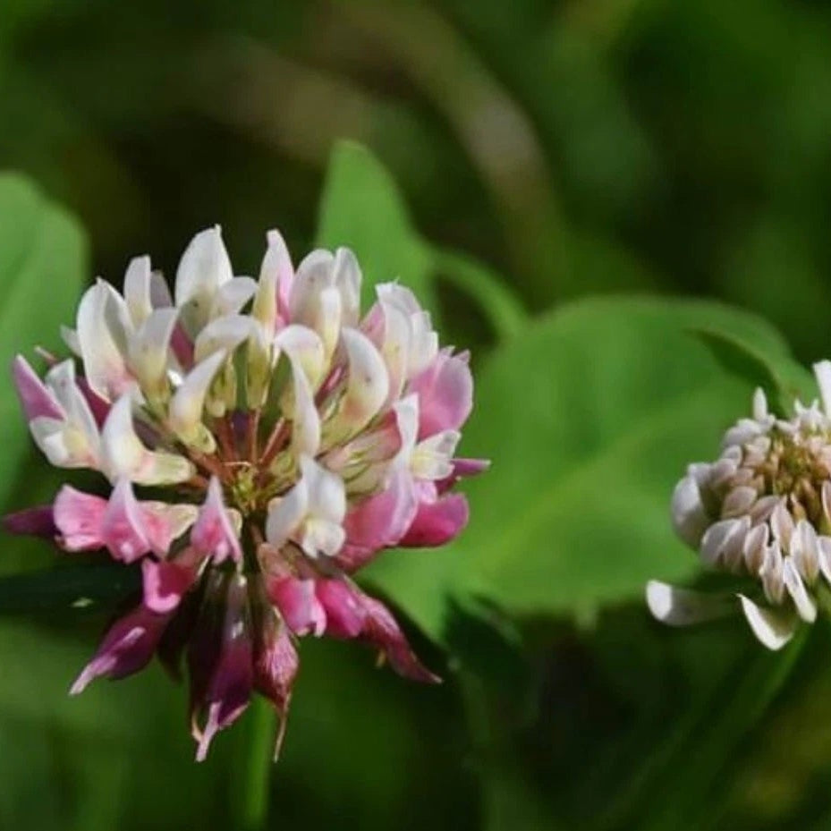 Alsike Clover Flower Seeds Native Wildflower for Pollinators & Bees – Heirloom, Non-GMO, High Germination Organic Garden Seeds