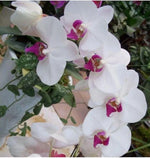 for White pink ORCHID rare flower garden exotic house plant Seller heirloom non-GMO seeds