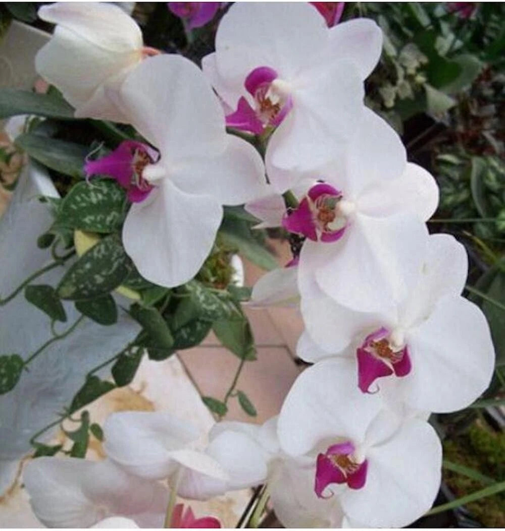for White pink ORCHID rare flower garden exotic house plant Seller heirloom non-GMO seeds