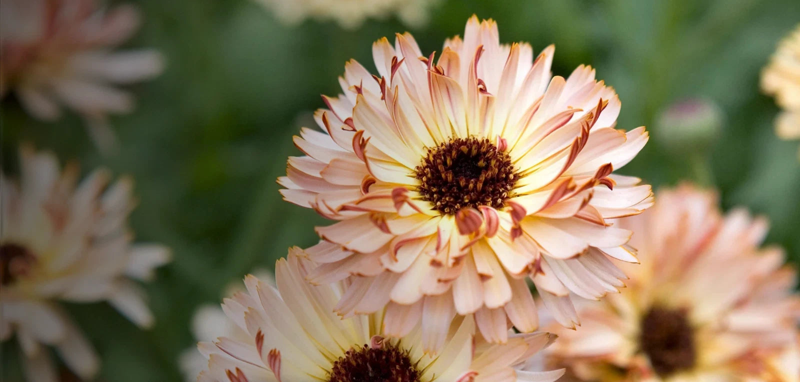 Calendula Sunset Buff Medicinal Flower Seeds Calendula officinalis heirloom non-GMO seeds
