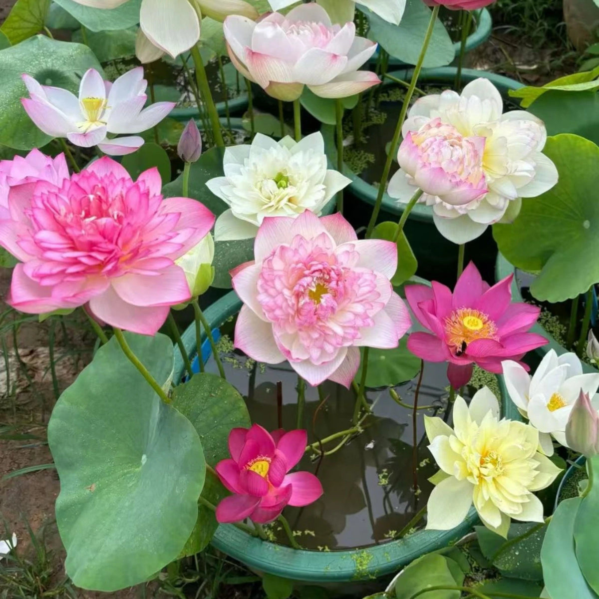 Mixed Color Bowl Lotus Seeds Mini Aquatic Flowers for Pots or Small Ponds heirloom non-gmo seeds