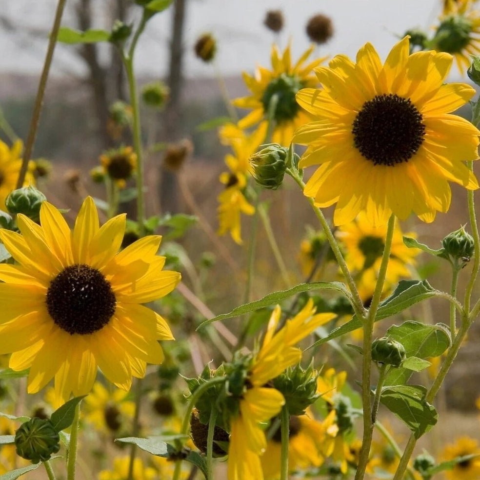 Sunflower Wild Annual seeds - Flower Helianthus annuus - Vibrant and – Heirloom, Non-GMO, High Germination Organic Garden Seeds