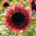 Ruby Eclipse Sunflower Seeds Pink Red F1 Flower Seed Shipping Helianthus annuus heirloom non-gmo seeds