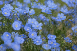 Blue Flax Seeds Wild Pigment Co heirloom non-gmo seeds
