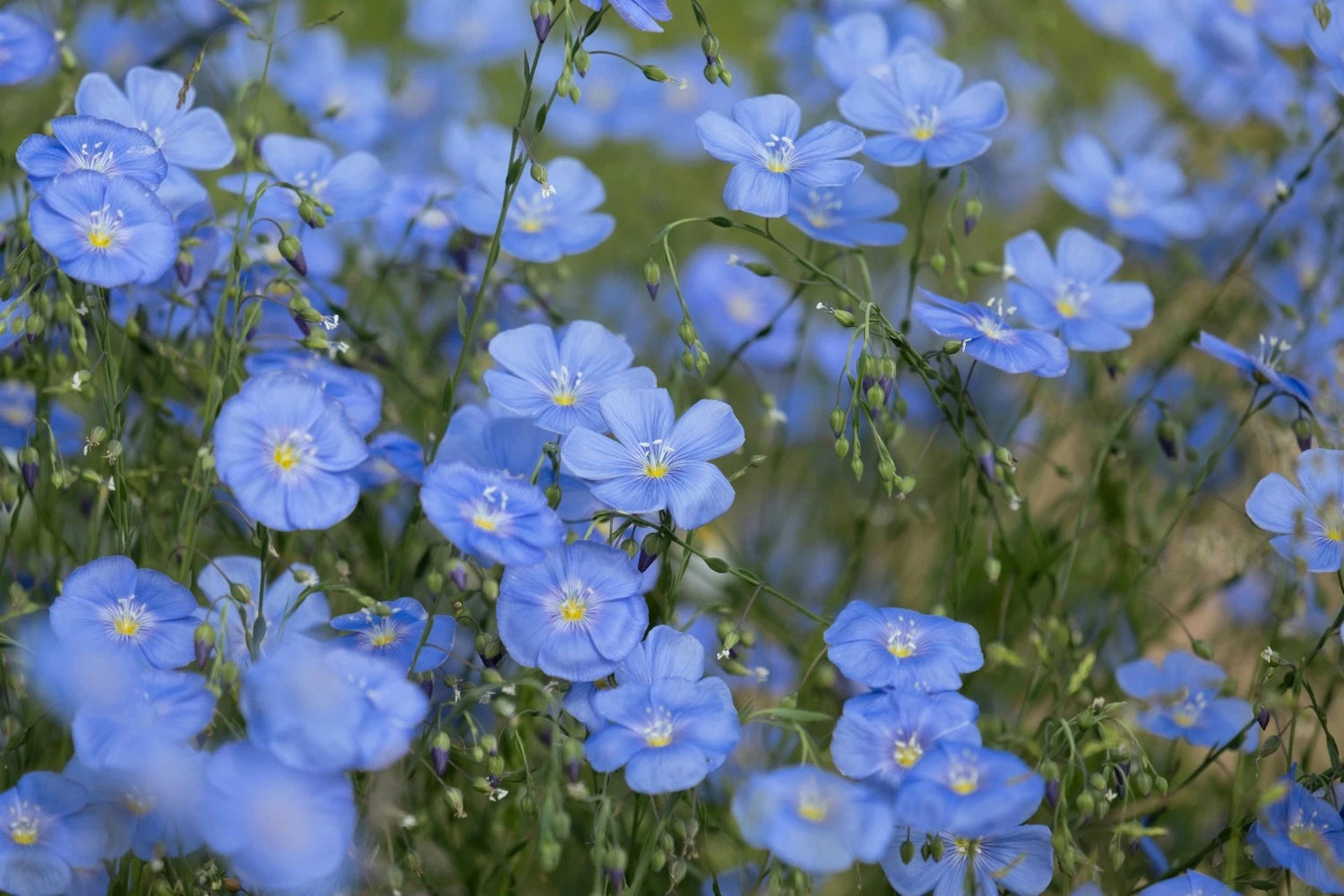 Blue Flax Seeds Wild Pigment Co heirloom non-gmo seeds