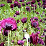 Lauren s Grape Untreated Papever Somniferum Poppy Seeds Papaver sp. heirloom non-gmo seeds