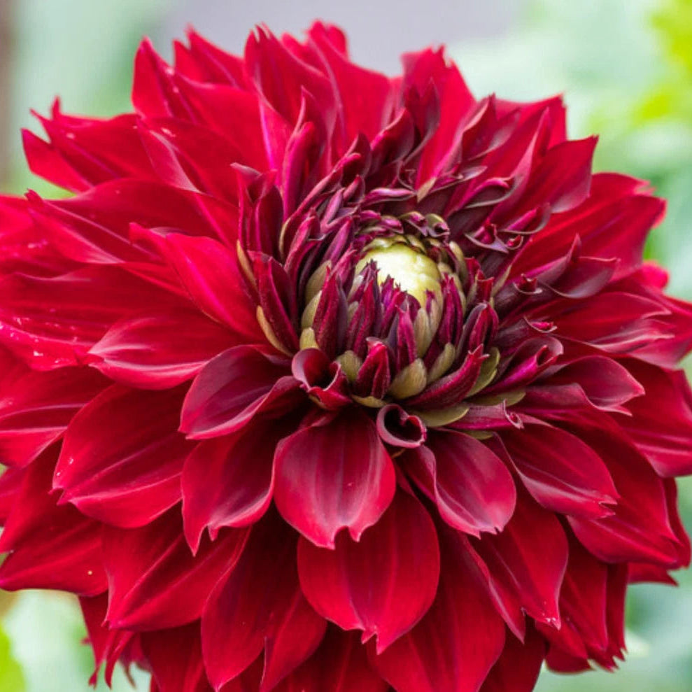 Mingus Alex Perennial Dahlia Seeds D011 – Heirloom, Non-GMO – Dharaseeds
