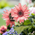 Pink Sunflower Seeds for Planting - High Germination Rate Helianthus annuus heirloom non-gmo seeds