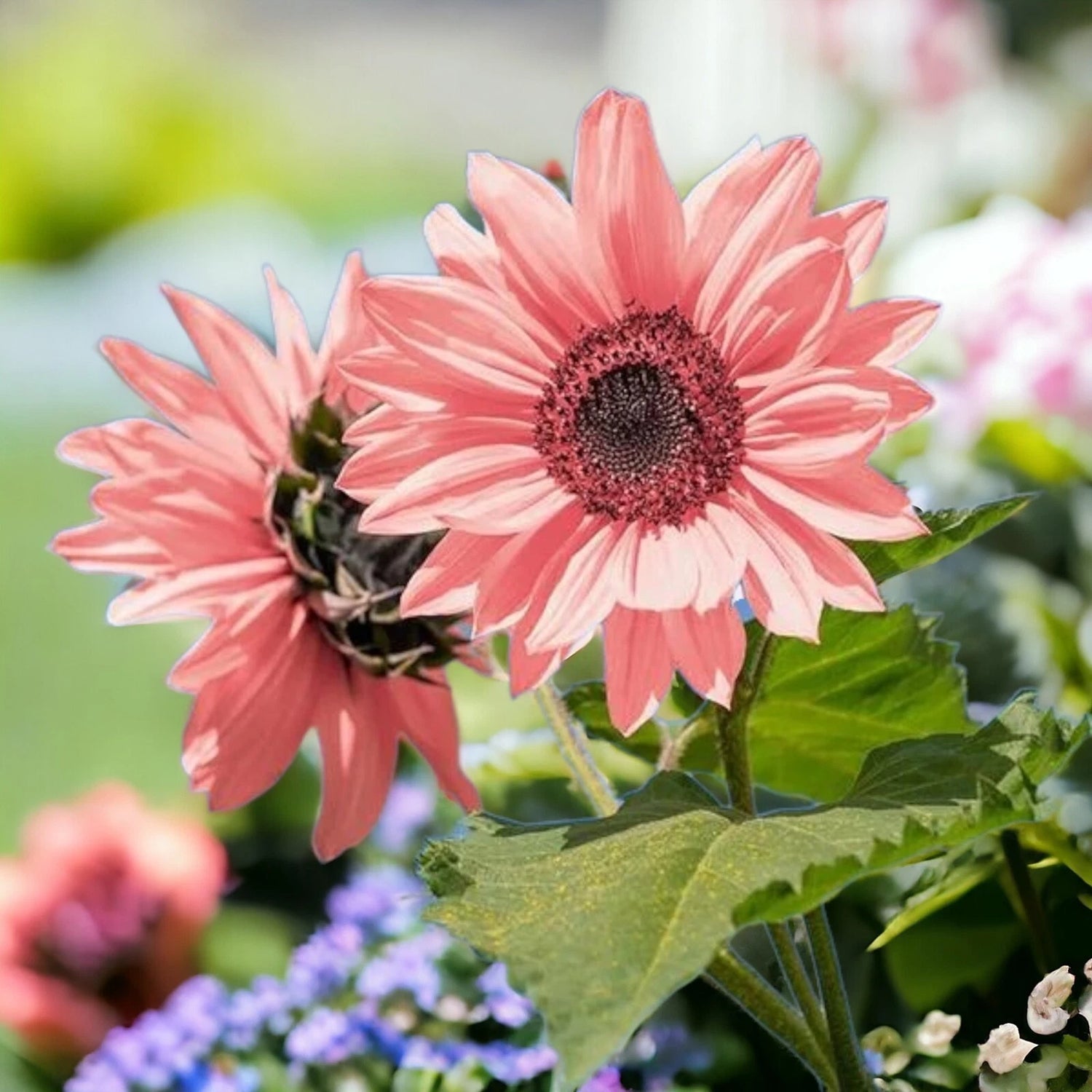 Pink Sunflower Seeds for Planting - High Germination Rate Helianthus annuus heirloom non-gmo seeds