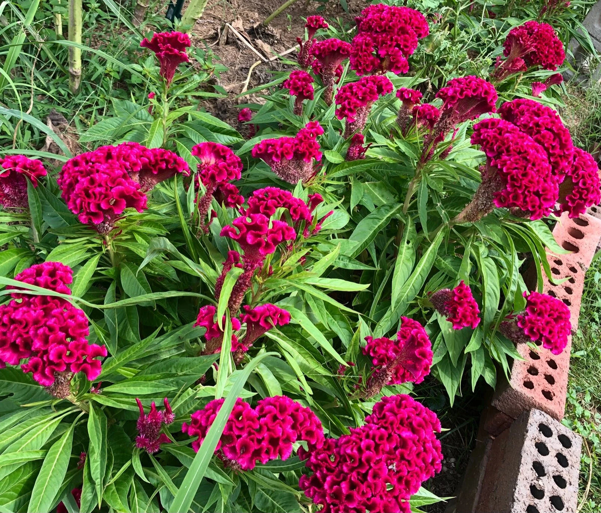 Giant Celosia Cristata Fuchsia Amish Cockscomb Edible Flower Seeds – Heirloom, Non-GMO, High Germination Organic Garden Seeds