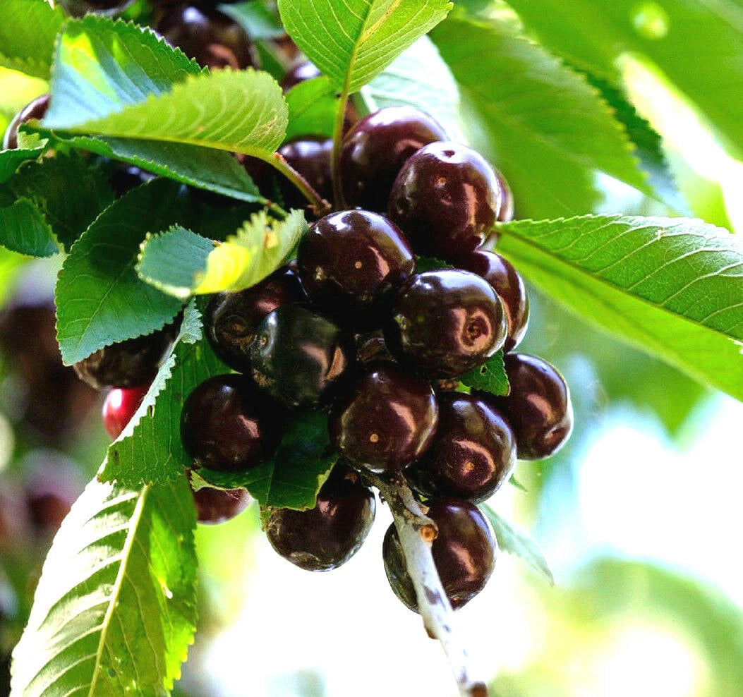 BLACK CHERRY SEEDS SWEET EDIBLE FRUIT Native Tree Prunus serotina heirloom non-gmo seeds