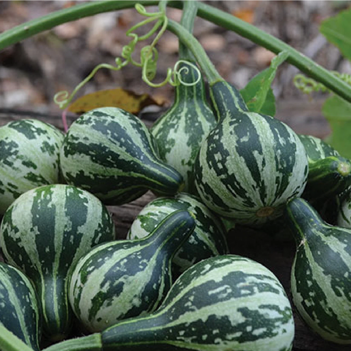 Tennessee Spinning Dancing Gourd Seeds Genuine heirloom non-gmo seeds