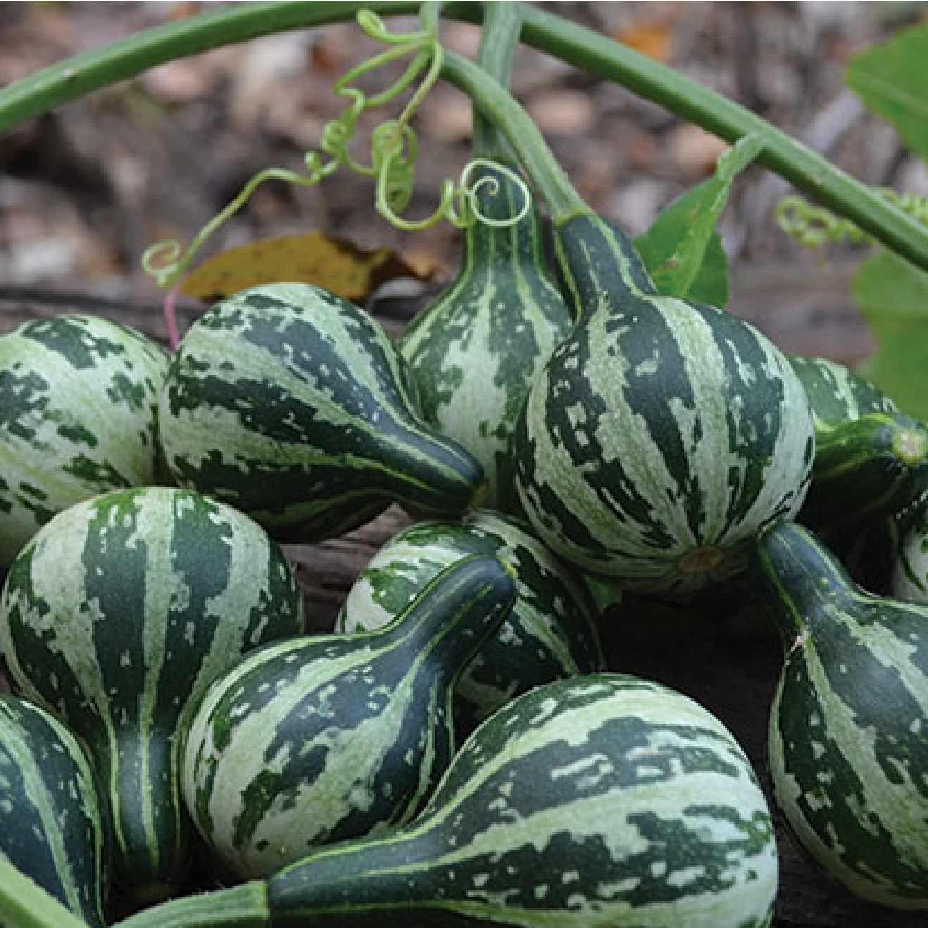 Tennessee Spinning Dancing Gourd Seeds Genuine heirloom non-gmo seeds