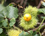 ASSIFLORA FOETIDA WILD MARACUJA CHÙM BAO NHÃN LỒNG LẠC TIÊN – Heirloom, Non-GMO