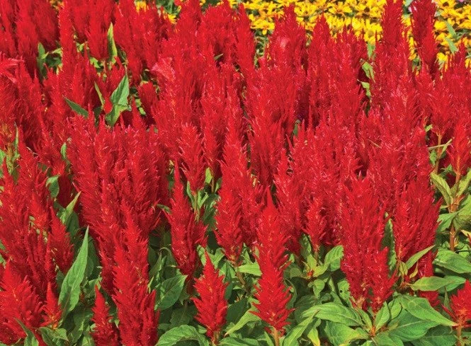Celosia Forest Fire Scarlet Flower Seeds - and Hand Packaged heirloom non-gmo seeds