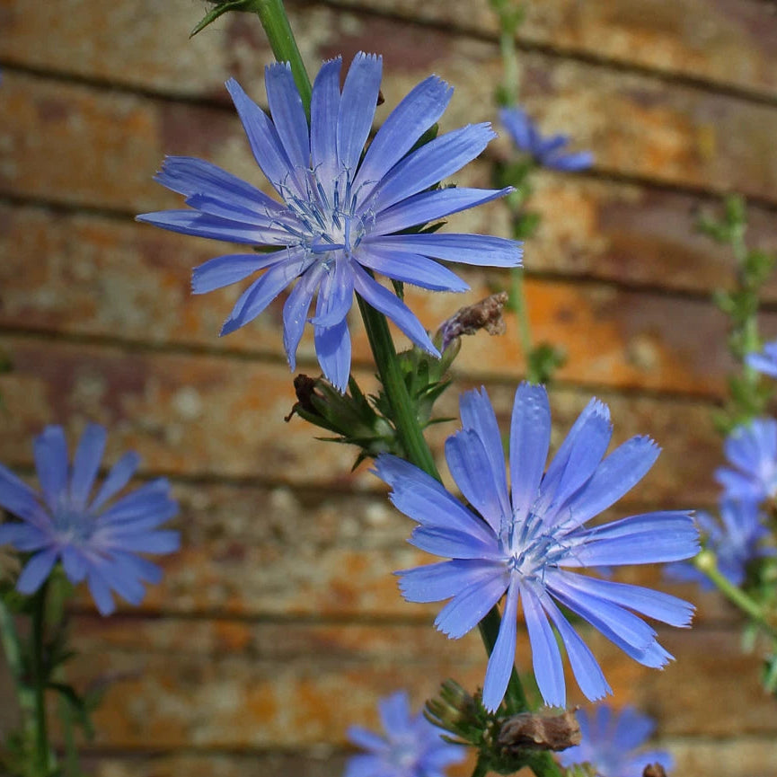 Chicory - Seeds - Wildflower - Medicinal Herb - GMO Cichorium Intybus Various Wildflower Species heirloom non-gmo seeds