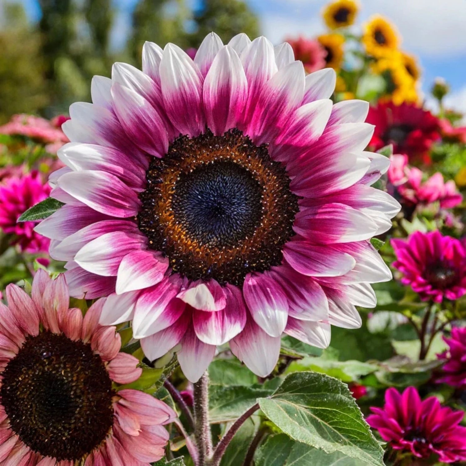 Strawberry Blonde Hybrid Sunflower Seeds - Variety Helianthus annuus heirloom non-gmo seeds