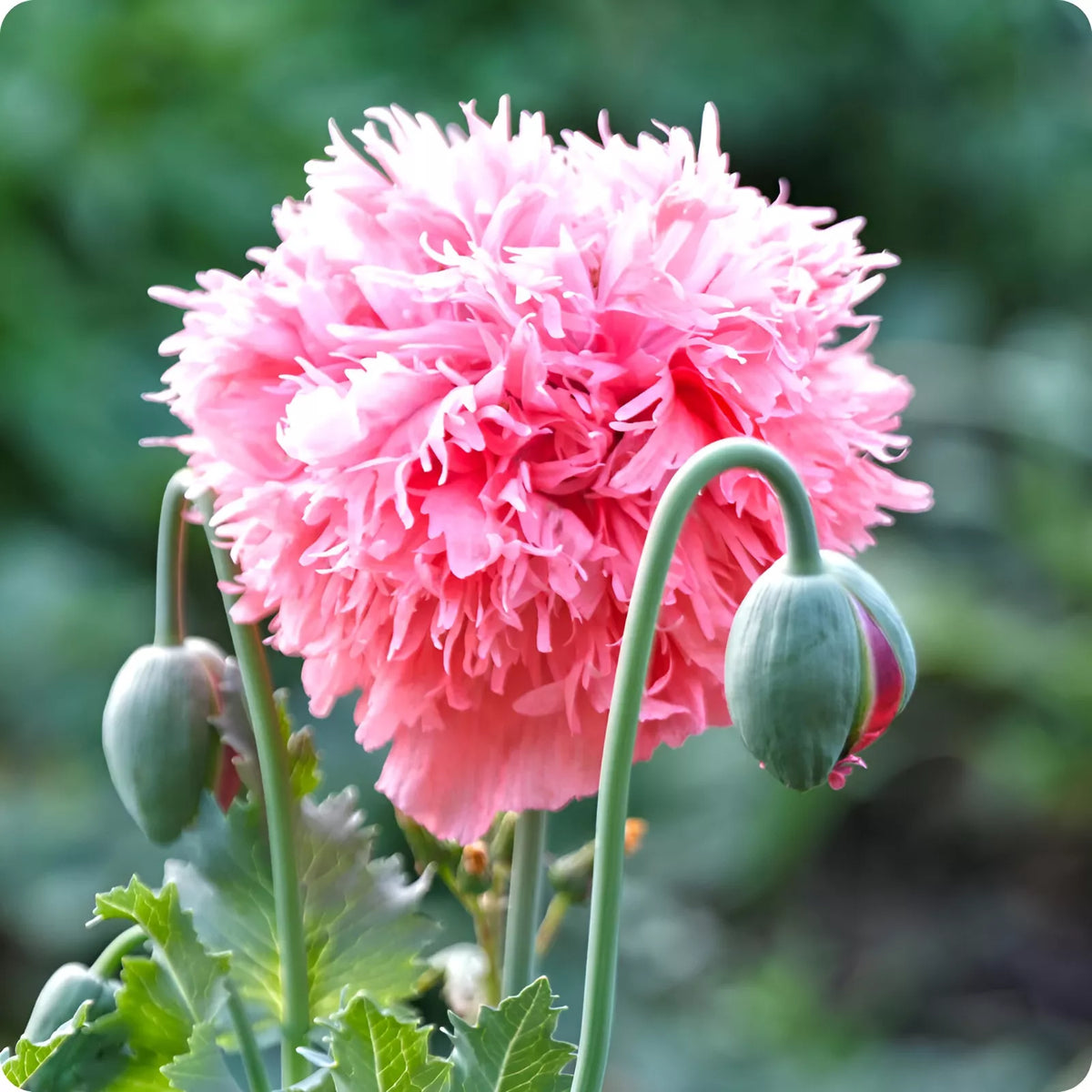 Rose Peony Poppy Seeds P Somniferum - Fluffy Rose Pink Blooms Papaver sp. heirloom non-gmo seeds