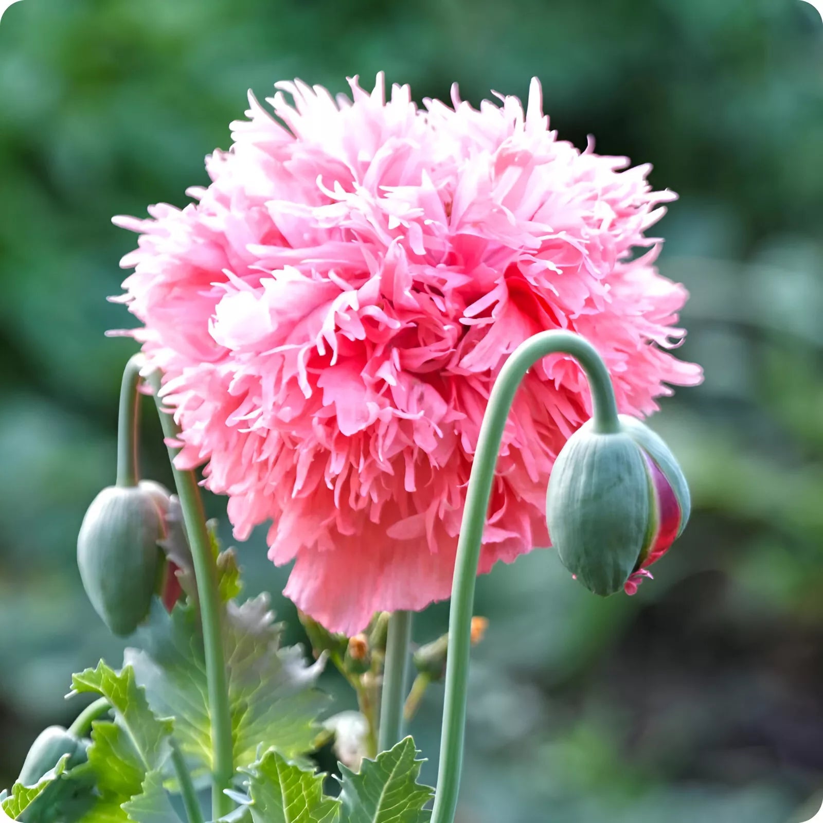 Rose Peony Poppy Seeds P Somniferum - Fluffy Rose Pink Blooms Papaver sp. heirloom non-gmo seeds