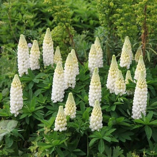 Russell Lupine NOBLE MAIDEN Perennial WHITE Hummingbirds Bees SEEDS heirloom non-GMO seeds