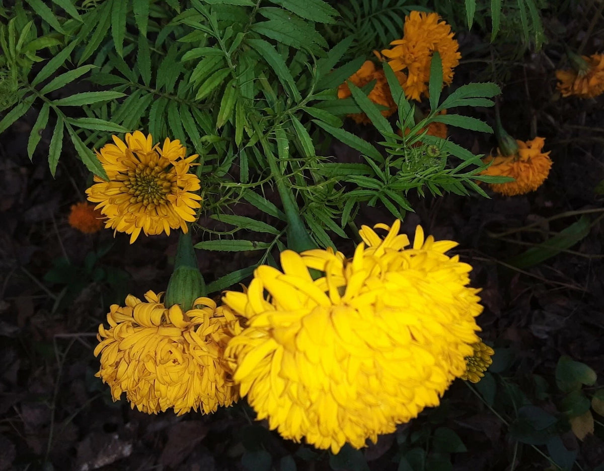 Rare PomPom type Large Golden Yellow African Marigold Seeds US grown – Heirloom, Non-GMO, High Germination Organic Garden Seeds