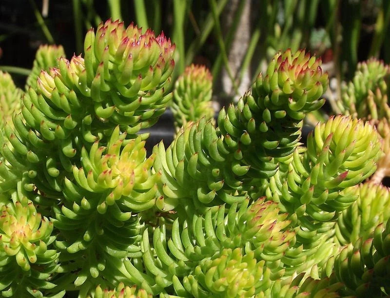 SEDUM ANGELINA SEEDS HARDY SEDUM YELLOW FLOWERS IN SUMMER EZ TO GROW – Heirloom, Non-GMO, High Germination Organic Garden Seeds