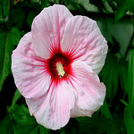 Pink Swamp Mallow Rose Seeds LARGE FLOWER Hardy Hibiscus Garden Plant heirloom non-GMO seeds