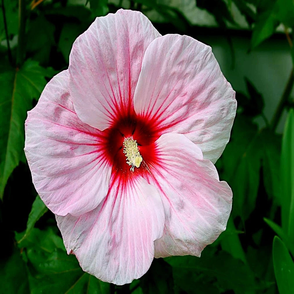 Pink Swamp Mallow Rose Seeds LARGE FLOWER Hardy Hibiscus Garden Plant heirloom non-GMO seeds