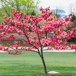 Dogwood Seeds Tree Cornus Florida Fubra Flowering Hardy Fall Dwarf Pink heirloom non-gmo seeds