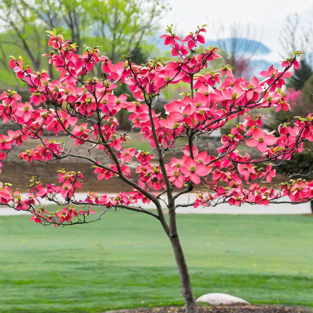 Dogwood Seeds Tree Cornus Florida Fubra Flowering Hardy Fall Dwarf Pink heirloom non-gmo seeds