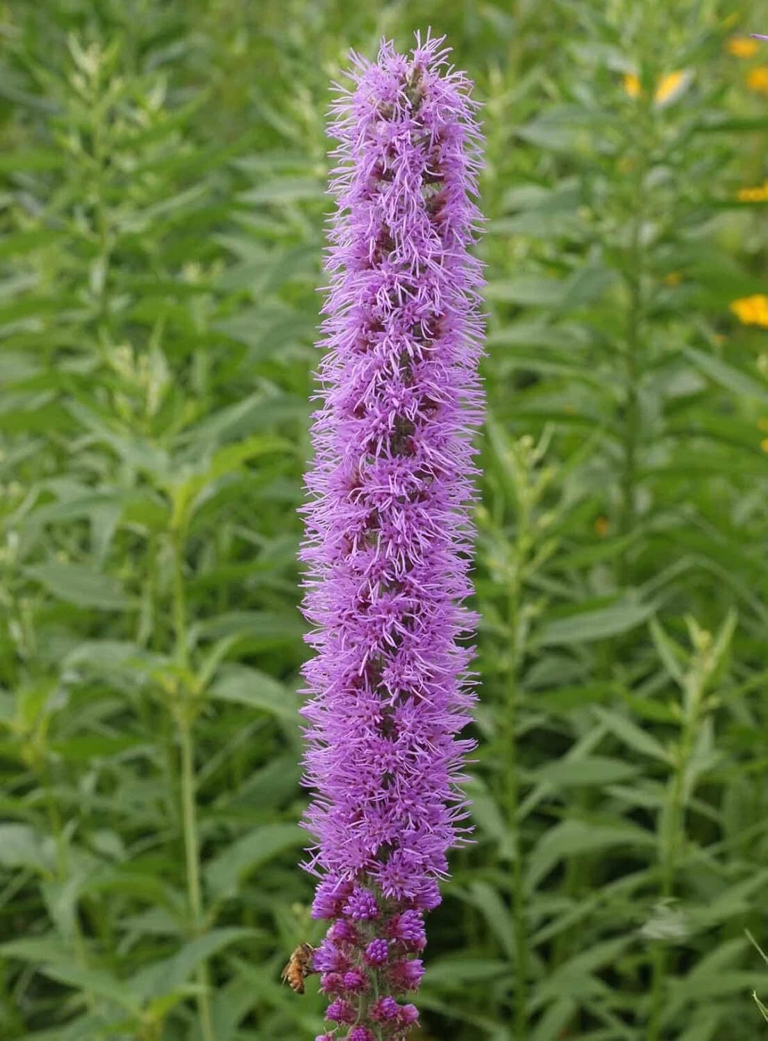 Thickspike Gayfeather Flower Seeds Prairie Blazingstar – Heirloom, Non-GMO, High Germination Organic Garden Seeds