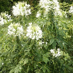 Cleome WHITE QUEEN Spider Plant FALL PLANTING Pollinators Seeds heirloom non-GMO seeds