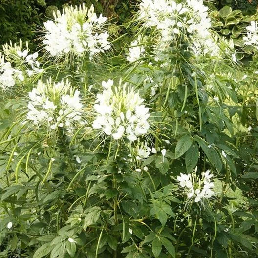 Cleome WHITE QUEEN Spider Plant FALL PLANTING Pollinators Seeds heirloom non-GMO seeds