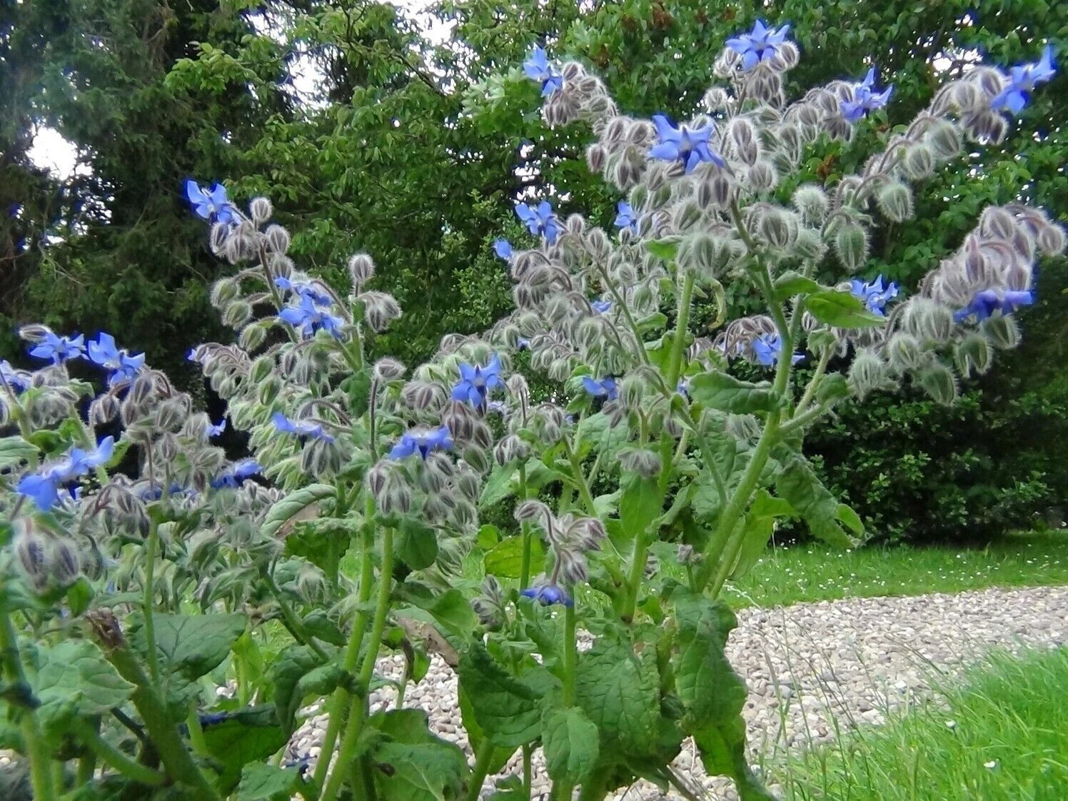 Borage Herb Seeds -- Pest Repellent – Heirloom, Non-GMO, High Germination Organic Garden Seeds