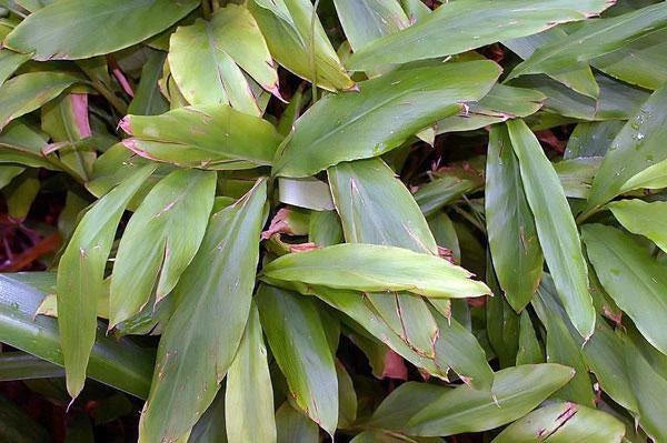 Elettaria cardamomum Cardamom Seeds – Heirloom, Non-GMO, High Germination Organic Garden Seeds