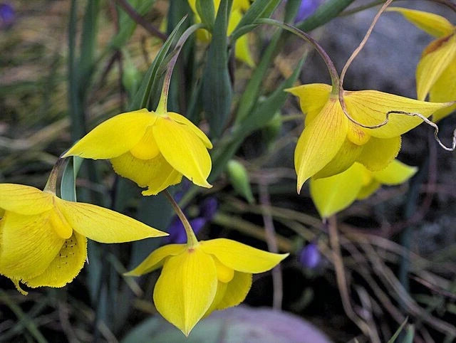 Calochortus amabilis Diogenes Seeds heirloom non-gmo seeds