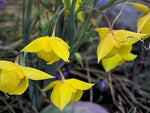 Calochortus amabilis Diogenes Seeds heirloom non-gmo seeds