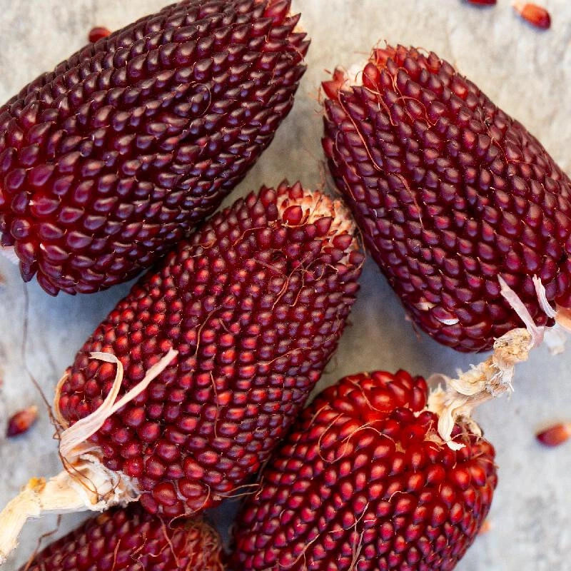 RED STRAWBERRY POPCORN SEEDS HARVEST FOR GARDENS heirloom non-gmo seeds