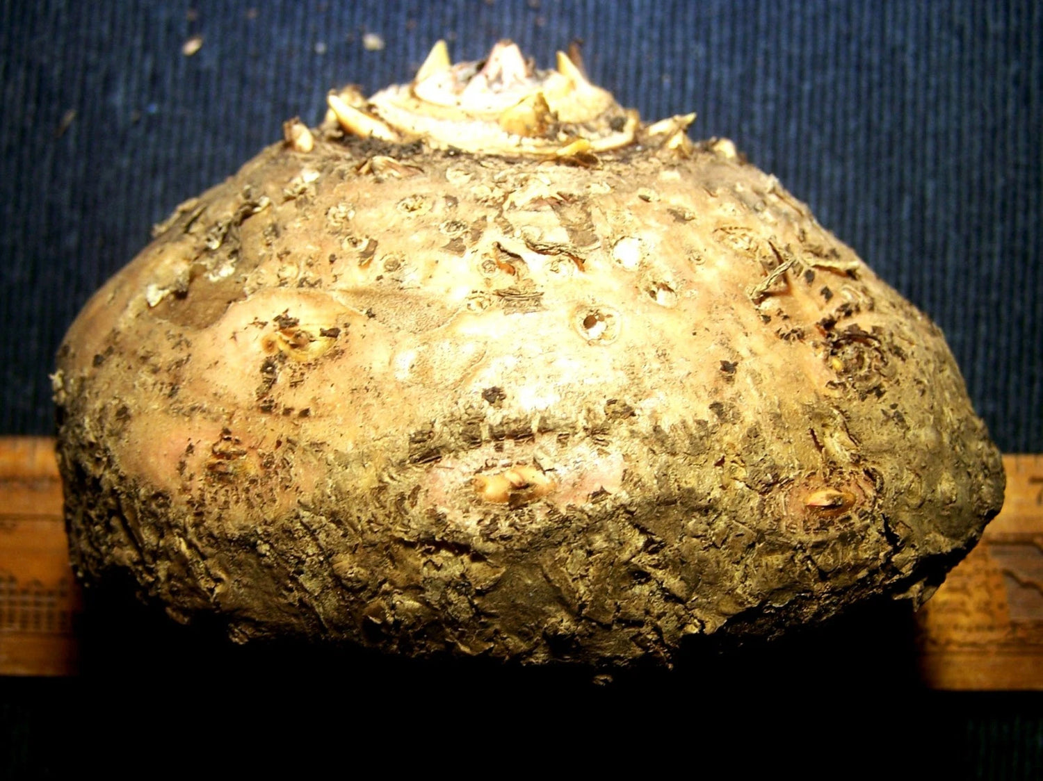 Synandrospadix Vermitoxicus Tuber - Year Old Bulb - Inches - Rare Seeds – Heirloom, Non-GMO, High Germination Organic Garden Seeds