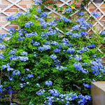 SEEDS for Blue JASMINE rare flower exotic climber vine bush plant Seller heirloom non-GMO seeds