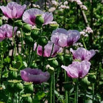 Import Turkish Papaever Somniferum Hashas Poppy Flower Seeds For Planting Papaver sp. heirloom non-gmo seeds